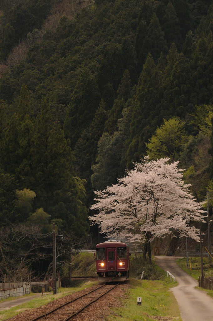 SAKURA～旅情～