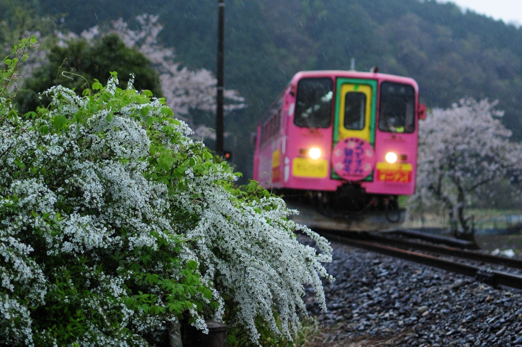 春雨かき分けて