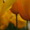 tulip