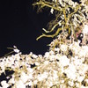 夜に咲く