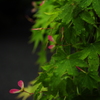 MOMIJI