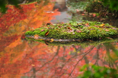 紅浮