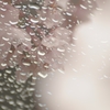 SAKURA～雨情～　Ⅲ