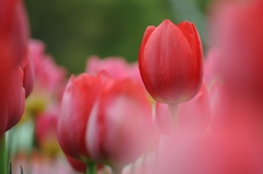 tulip