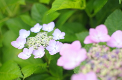 華