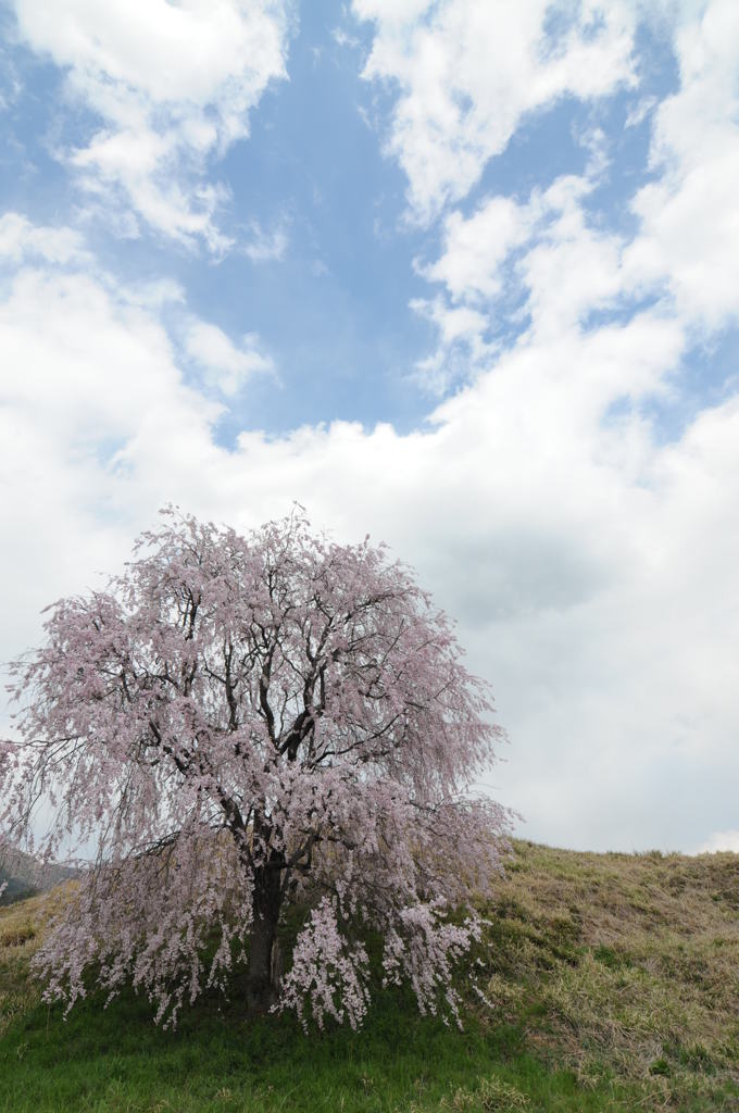 一本桜