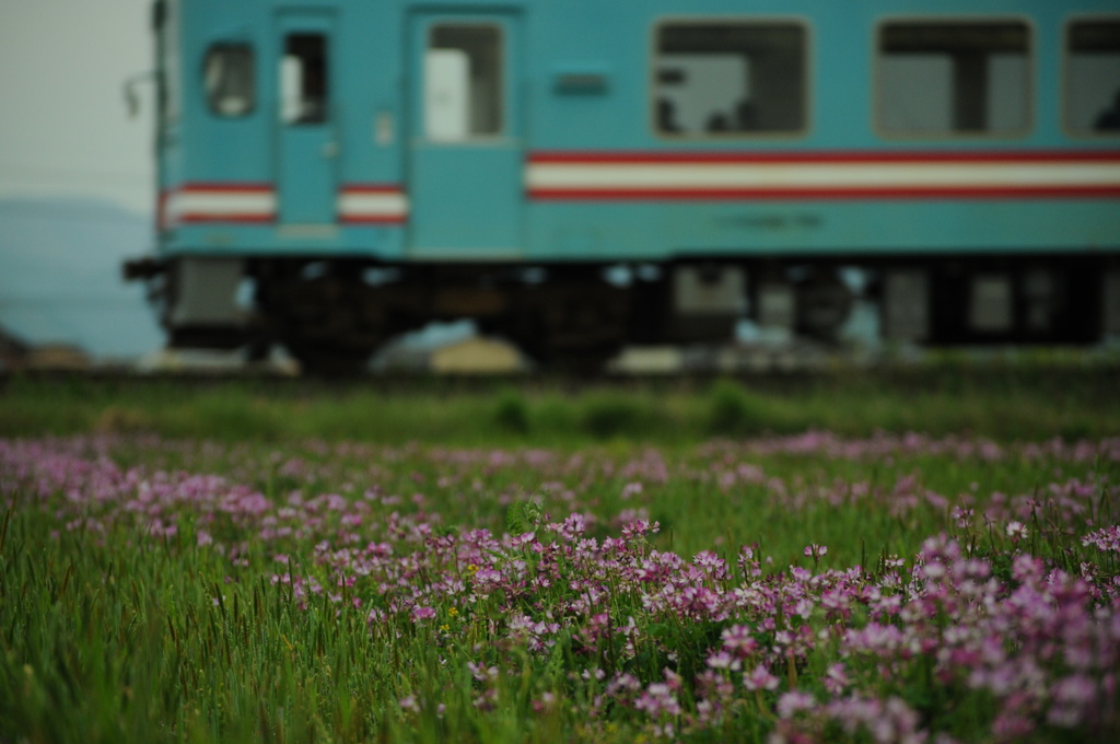 蓮華の咲く場所で