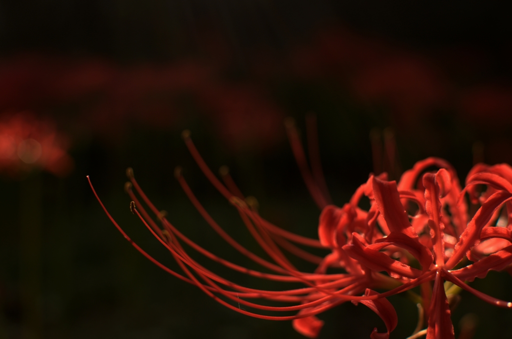 紅