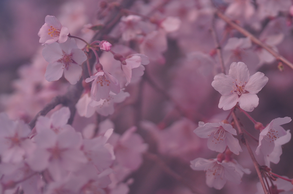 夢桜