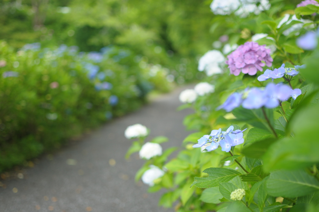 紫陽花の咲く路地