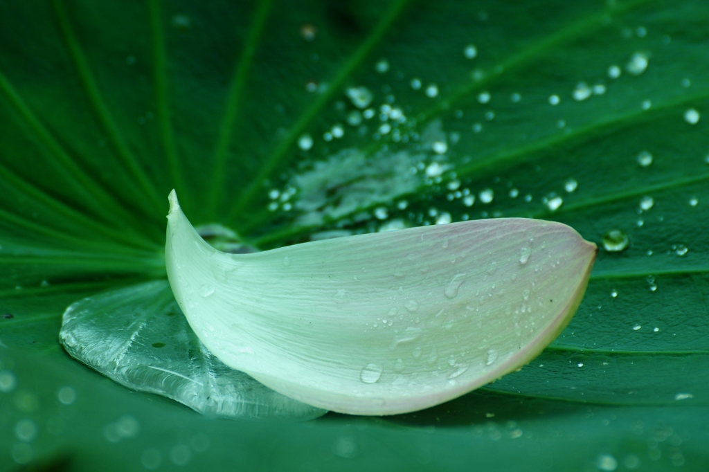 雨上がりの朝に　Ⅱ