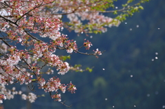 桜舞う