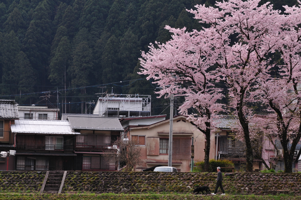 さんぽ日和