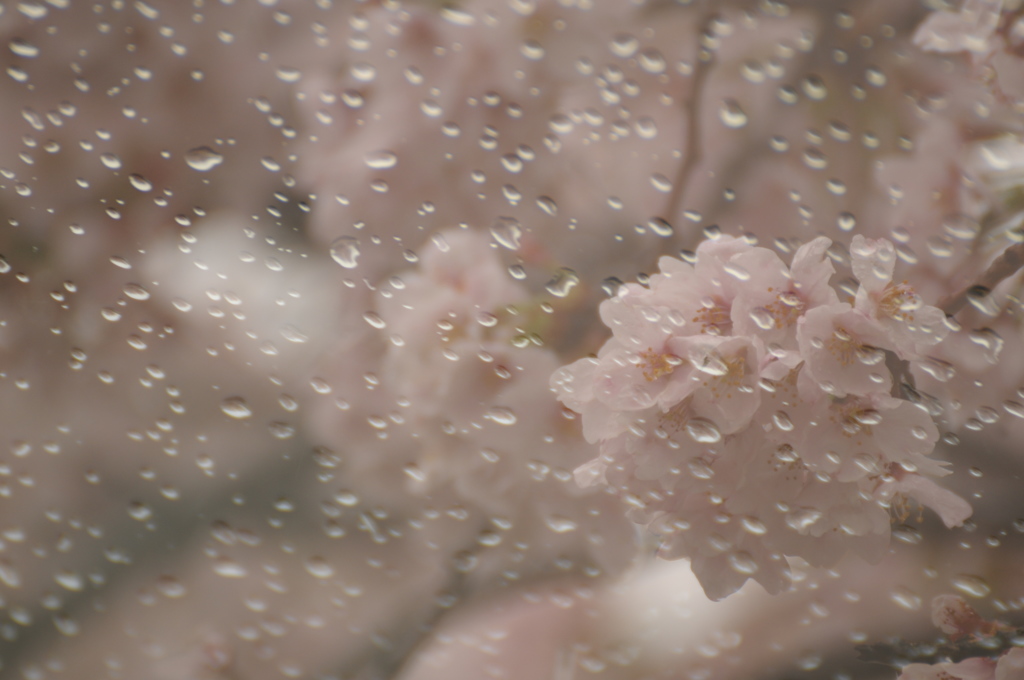 ＳＡＫＵＲＡ～雨情～