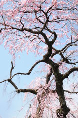 雲上の桜