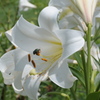 高原の花嫁