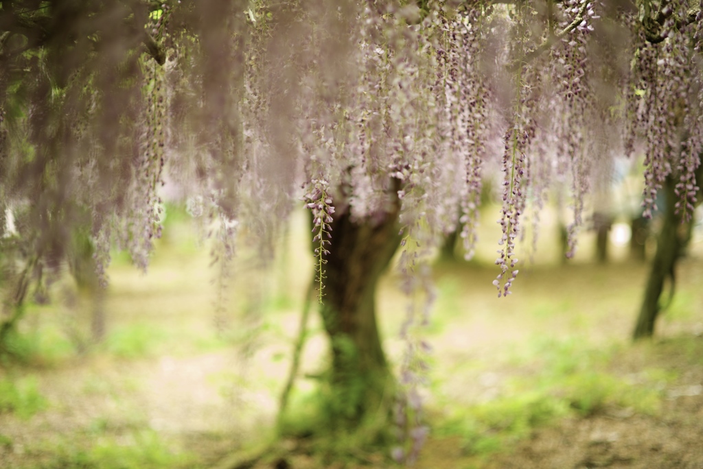 「いとしと書いて藤の花」