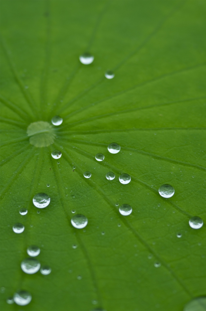 雨上がり