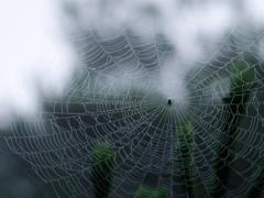 spiderweb 