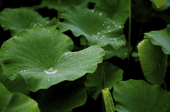 雨粒