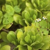 楽園の花