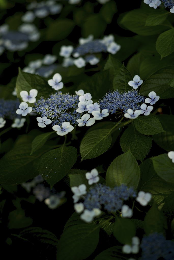 額紫陽花