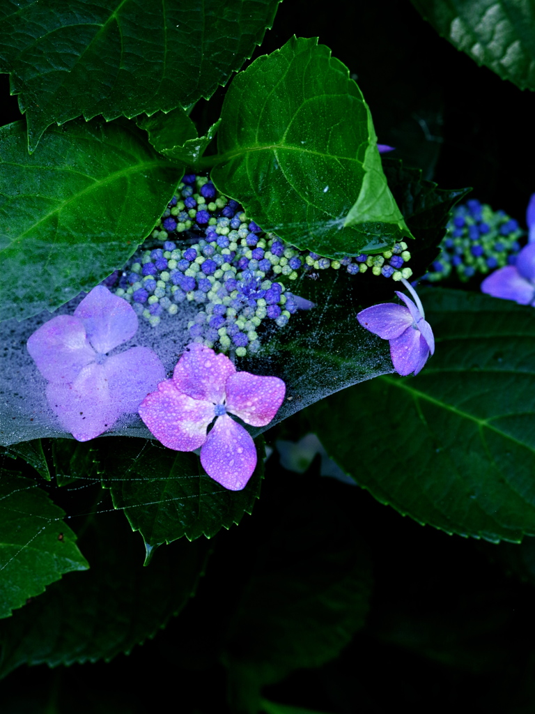 紫陽花　味わい