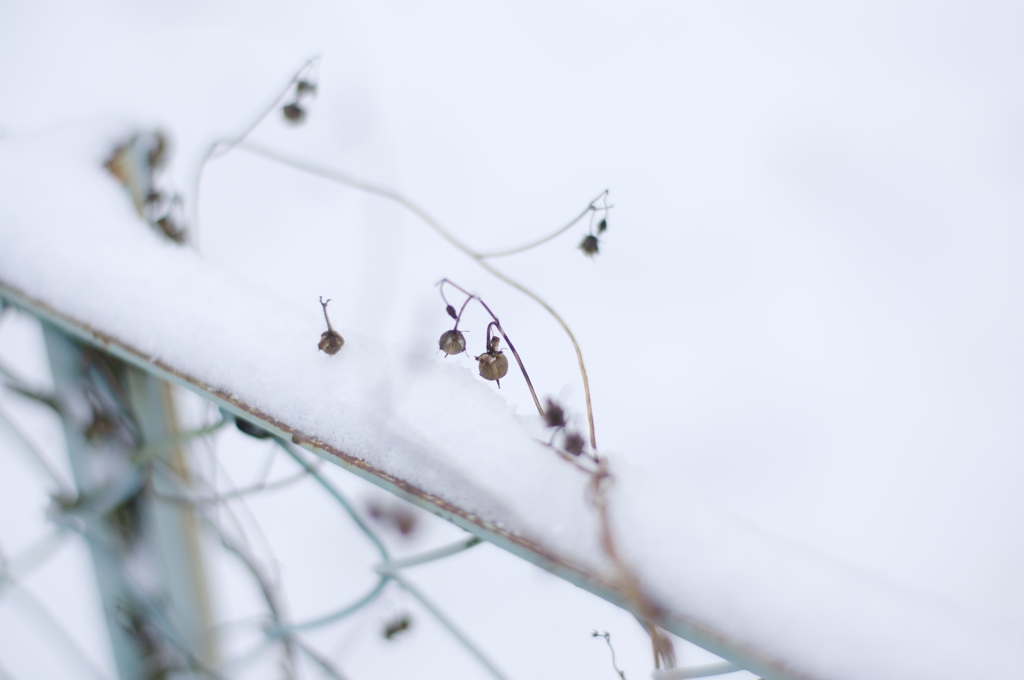 雪の中