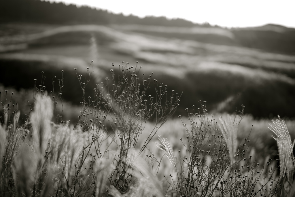 The oblique rays of the autumn sun