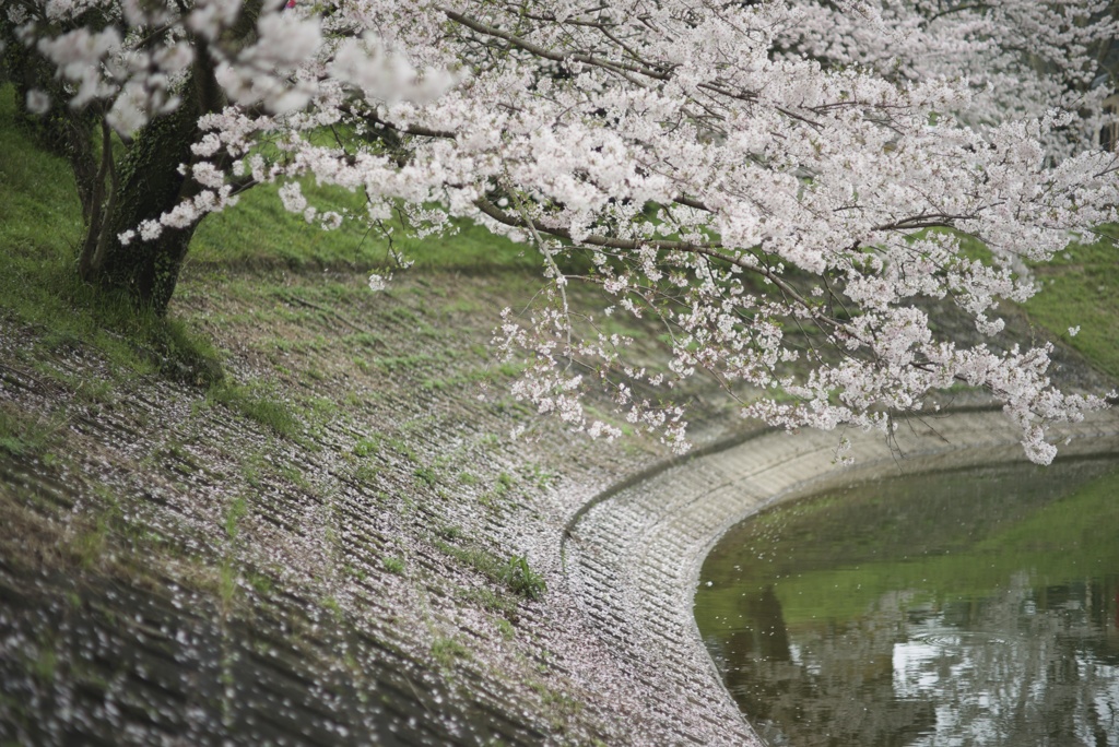 桜舞う季節