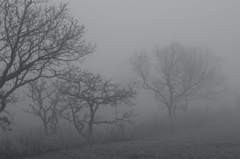 霧の中　モノクロ