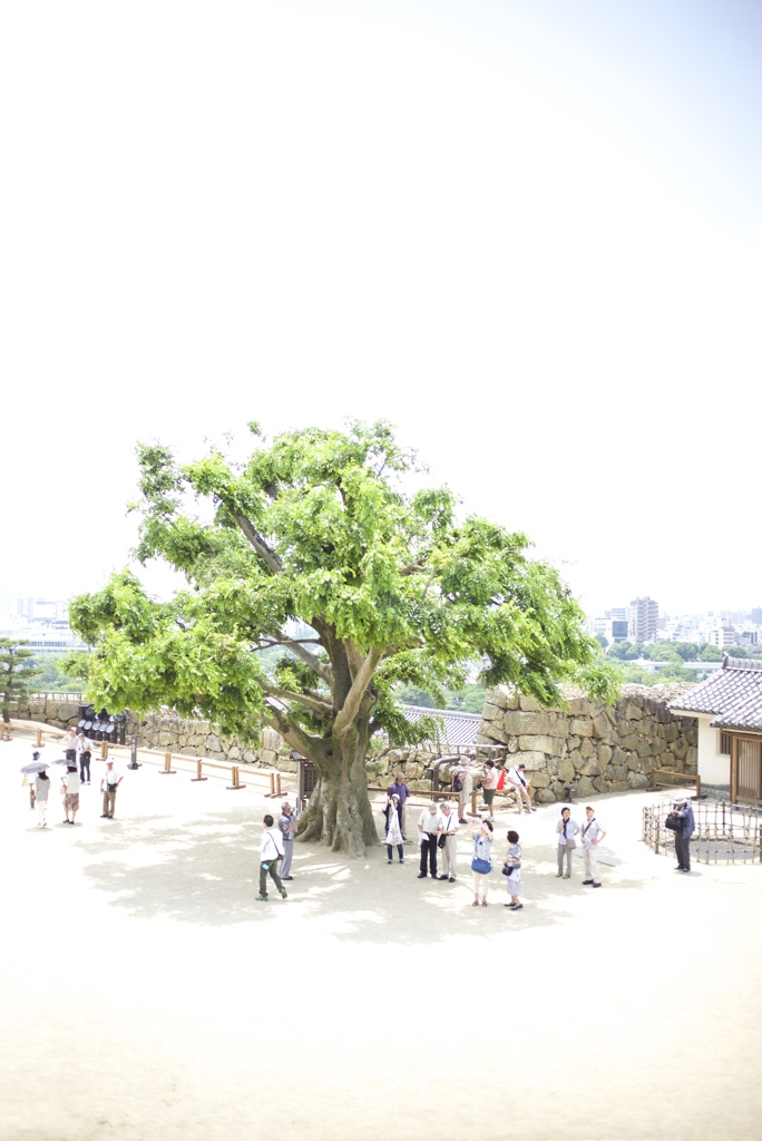 大樹の陰