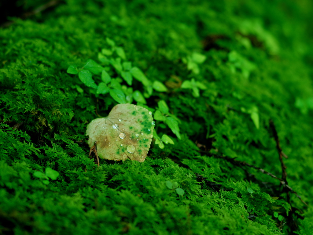 朝露の森