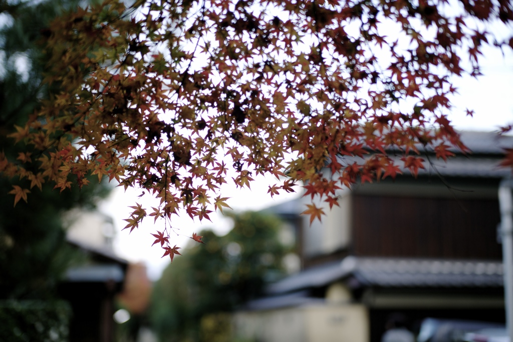 雅