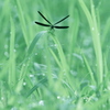 ハグロトンボ