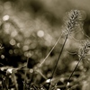 Natural jewelry