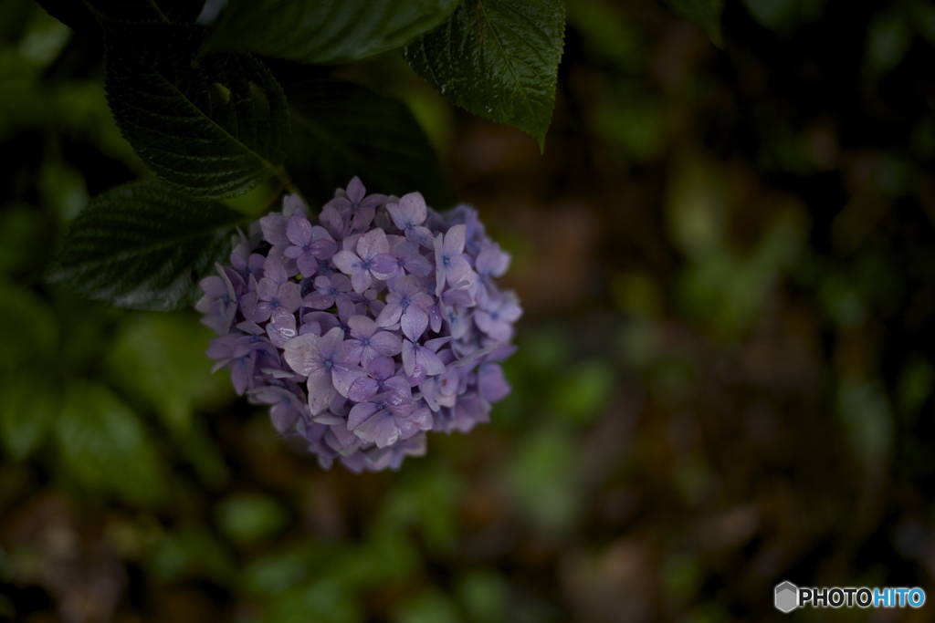 梅雨の花