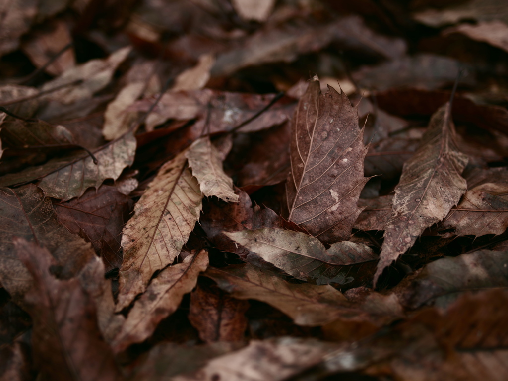 Les Feuilles mortes 