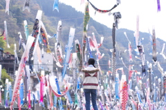 杖立温泉　日本一の鯉のぼり