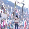 杖立温泉　日本一の鯉のぼり
