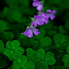 Oxalis corymbosa 