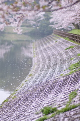 桜景色