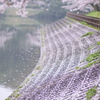 桜景色