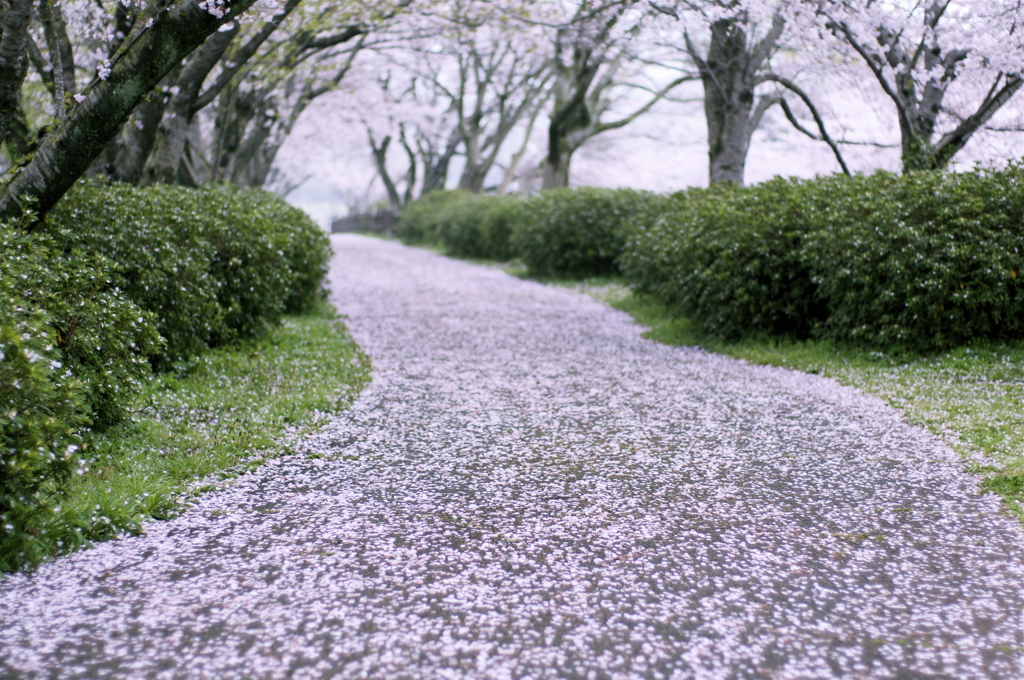 桜道