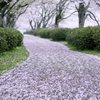 桜道