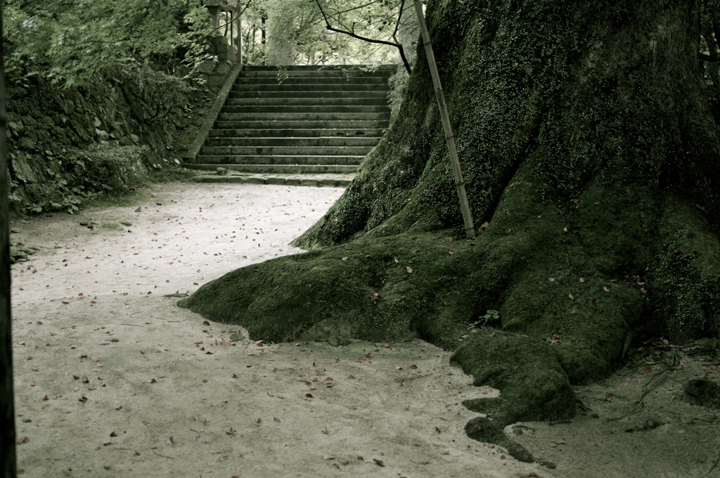 仁比山神社　楠