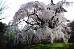 浄泉寺のしだれ桜