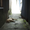 崎津の猫