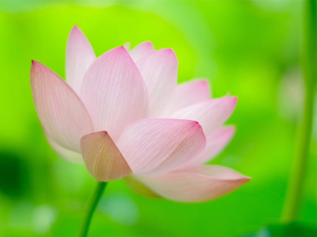 桃色吐息