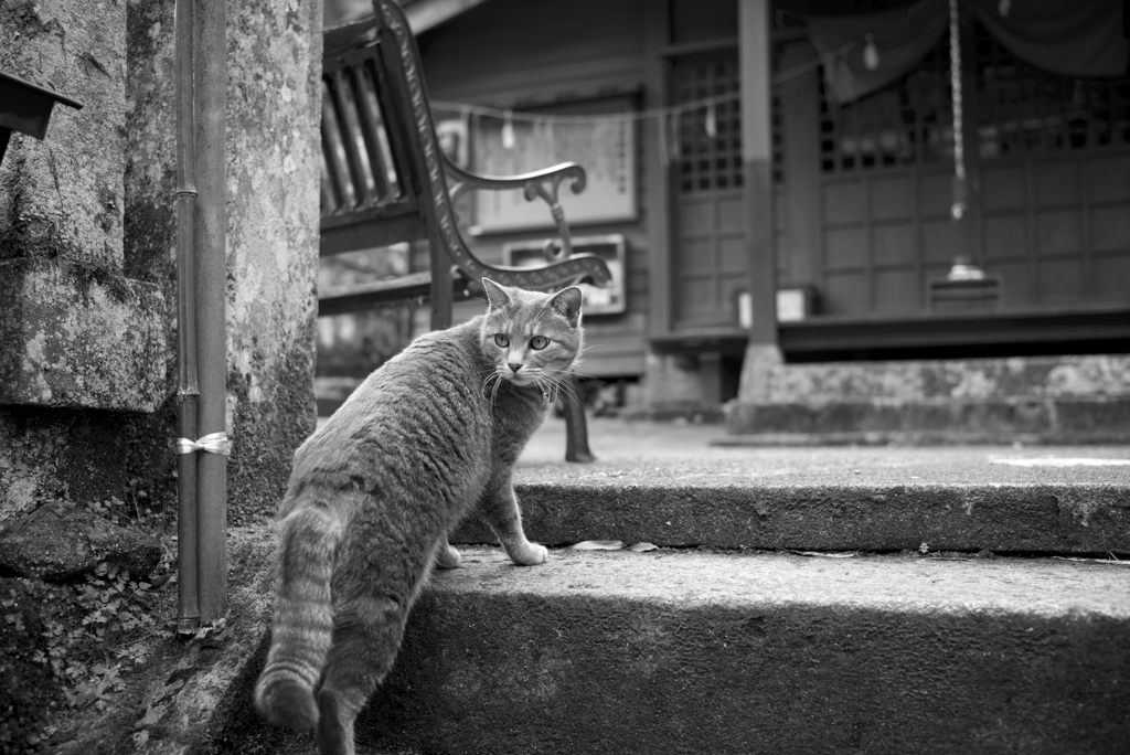 背戸屋の猫